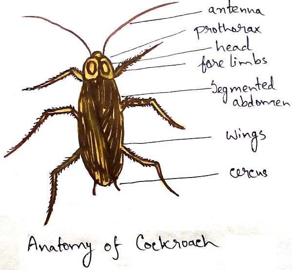 Anatomy of Cockroach