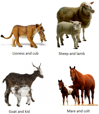 Chart Of Animals And Their Babies