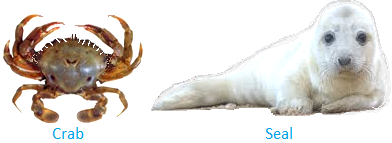 Animals Living in Water | Aquatic Animals | Different kinds of Fish