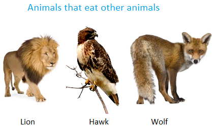 Food for Animals | Different Animals Eat Different Kinds of Food | Examples