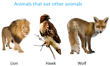 meat eating mammals