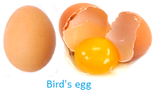 Bird's Egg