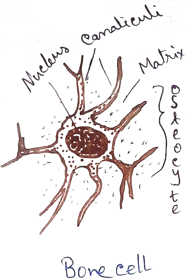 Animal Tissues and Their Four Types | Simple Epithelial Tissue|Diagram