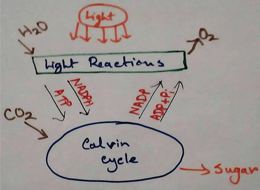 Light reaction is also known as photochemical phase because for this phase light is essential for green plants get from sunlight. This phase is observed in the granum of chloroplast and is essential inductive phase which involve absorption of solar energy, photosynthetic
