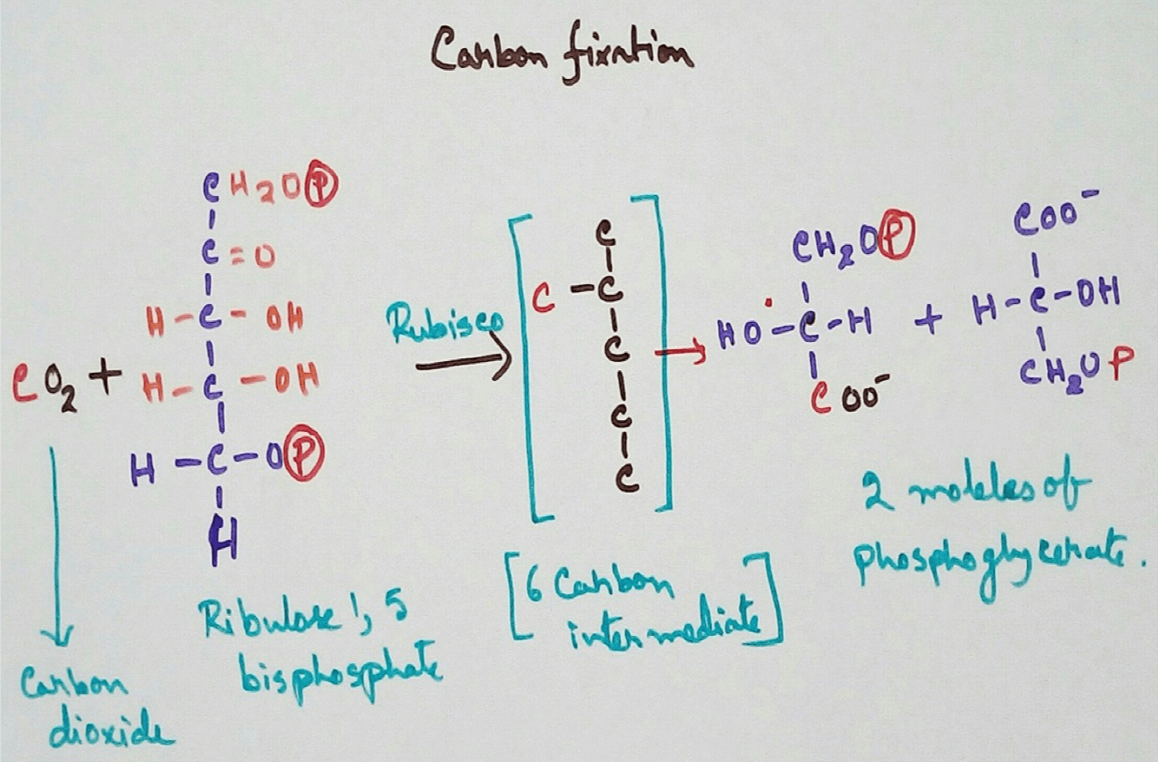 The increase in carbon dioxide concentration in the environment may increase photosynthesis by up to a certain limit is 1% and higher concentration of carbon dioxide is  inhibitory for photosynthetic reaction. At the point where the concentration of carbon dioxide and that