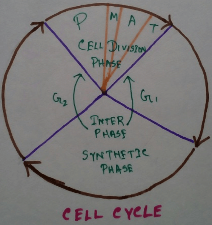 Cell cycle is the entire sequence of events happening from the end of one nuclear division to the beginning of the next. In 1953 Howard and Pele denoted four phases of cell cycle G1, S, G2 and M phases.