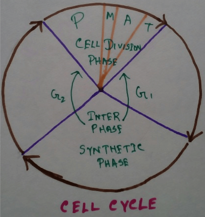 Cell Cycle