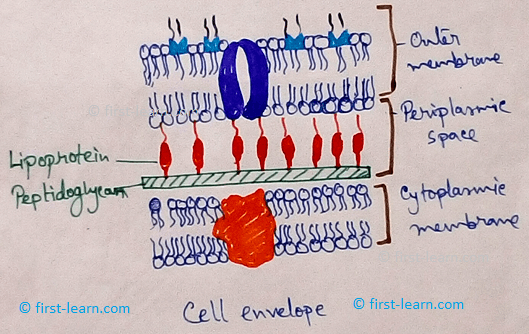 Cell Envelop