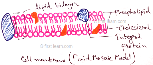 Cell Membrane