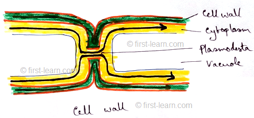 Cell Wall