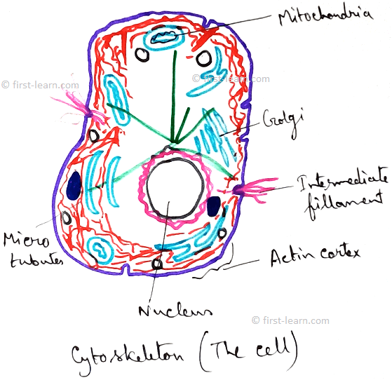 what is the shape of a cheek cell