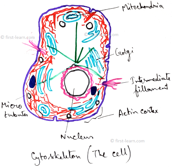 Cytoskeletal structures are fibrous or fine tubular structures that consists of supportive structure of cell. The term cytoskeletal is coined by Koltzoff in 1928. 