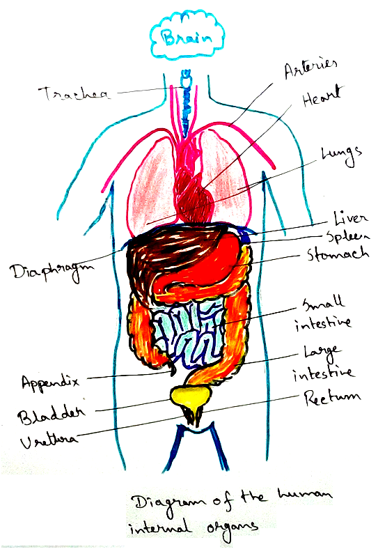 Diagram of the Human Internal Organs