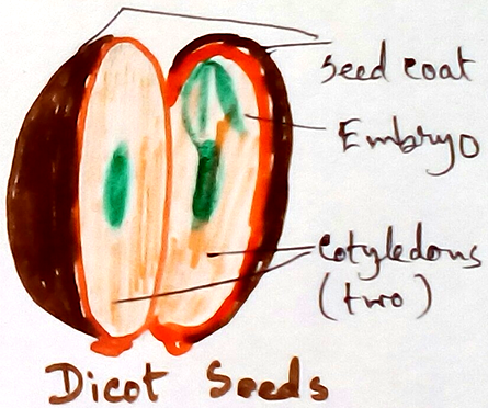 Dicot Seed