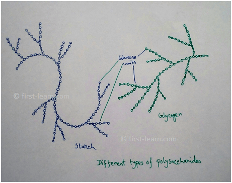Different Types of Polysaccharides