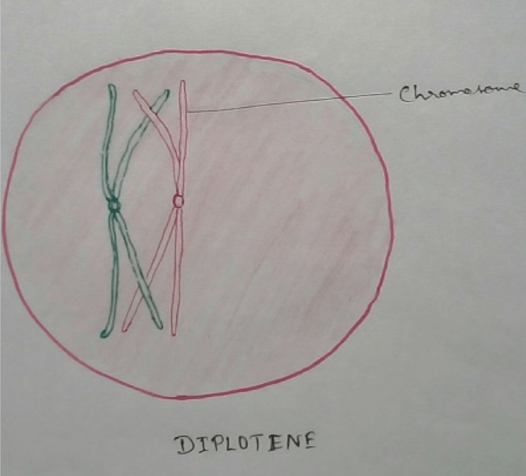 Diplotene