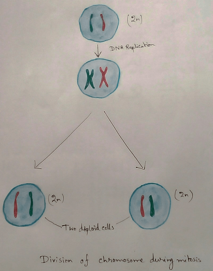 Division of Chromosome