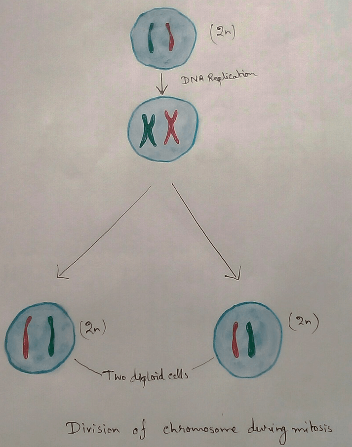 Places for mitosis- cell are divided by the process of mitosis in bacteria, protozoa, dinoflagellate, mammals. Beside the mammalian cell, other cell division of mitosis is quite different, as the nuclear membrane remain intact. But in mammalian cell the nuclear membrane