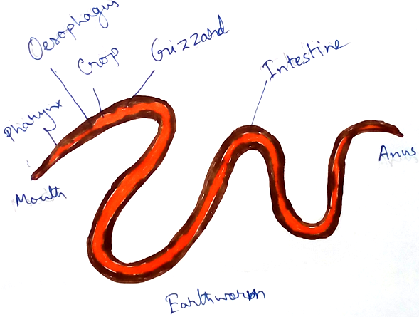 Earthworm  Explain about the Earthworm: Morphology and Anatomy