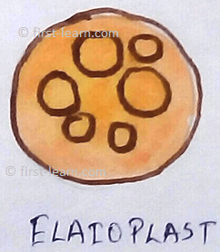 Elaioplasts