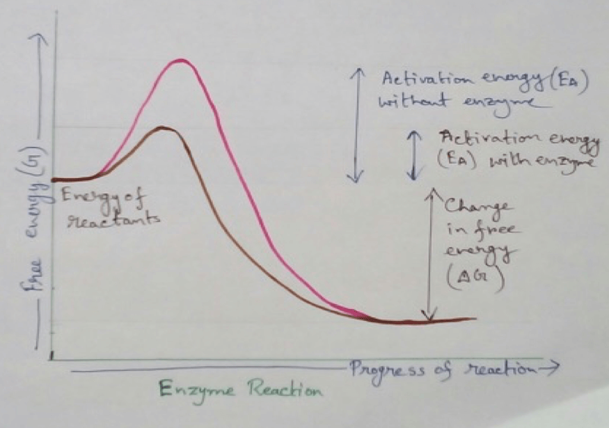 Enzymes are biological catalysts that are produced from the cell and are associated with the conversion of the substrate to another components called products. Examples are-  Reaction of enzymes- E (Enzymes)+ S (substrate)= ES complex= P (products)