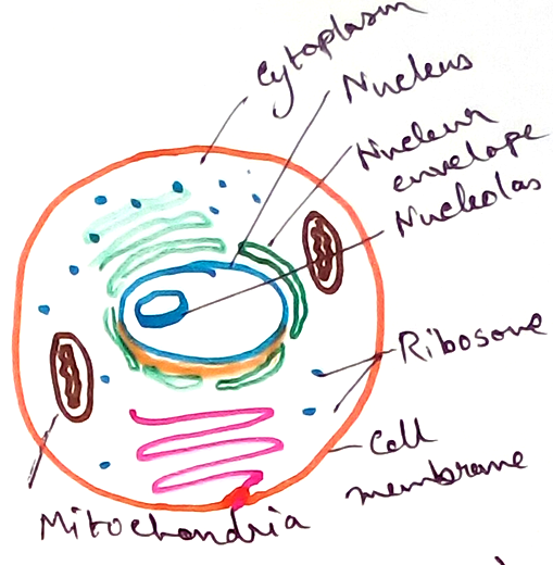 What is a Cell? | The Unit of Life | Prokaryotic Cell |Eukaryotic Cell
