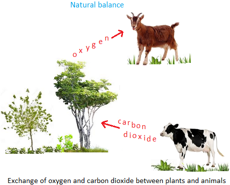 Exchange of Oxygen and Carbon Dioxide