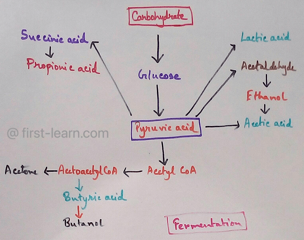 Fermentation