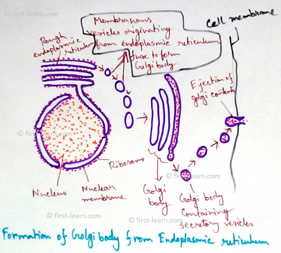 Endoplasmic reticulum-It is discovered by Porter et al and Thompson in 1945. The name was given by Porter in 1953.It is a system of membrane lines channels found in all eukaryotic cells except mature erythrocytes. 