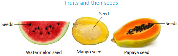 The fruits are together перевод. Fruit Fruits разница. Colorado preserving or Red seeded citron Арбуз. Mango Seed. Fruits and Seeds Types and Shapes.