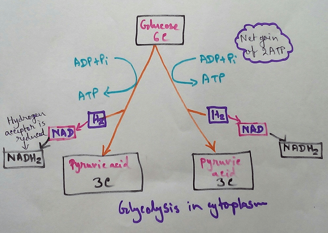 Glycolysis in Cytoplasm