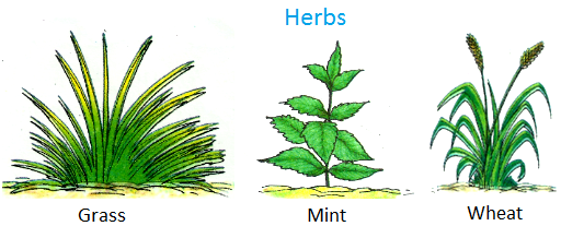 Herbs, Grass, wheat, sunflower, lady’s finger