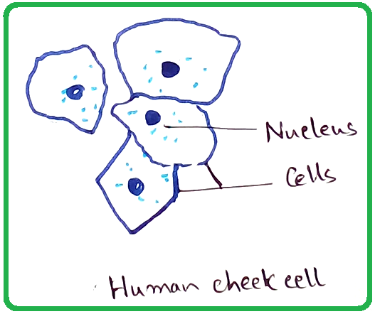 Human Cheek Cells Under the Microscope