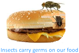 Insects Carry Germs on Our Food