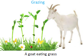 Interdependence of Plants and Animals | Herbivorous | Products of Plants Interdependence of Plants and Animals | Herbivorous | Products of Plants