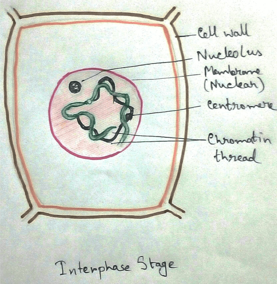 Interphase is a stage between two mitotic cycles in an eukaryotic cell, during which various physical and chemical changes for the preparation of cell division takes place.