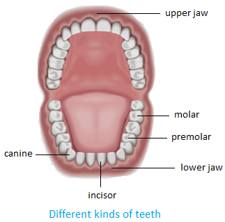 Kinds of Teeth