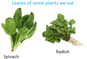 Uses of Plants | Plants as Food | Plants as Medicines, Paper, Rubber,  Perfumes