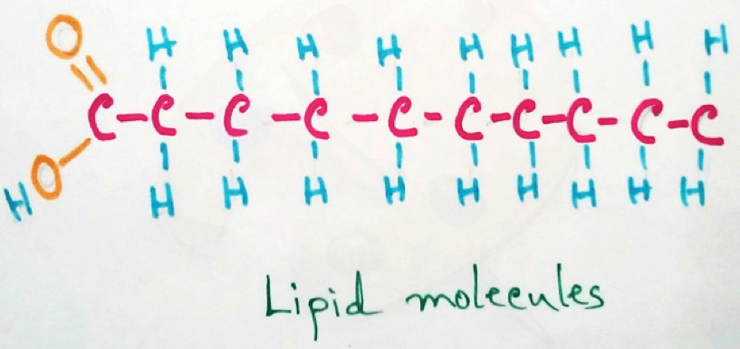 Lipid Molecules
