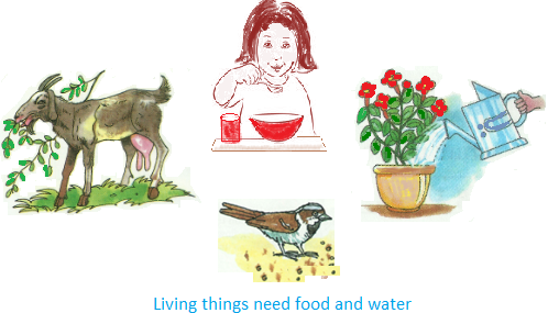 Living Things Need Food and Water