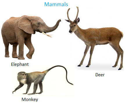 Animals Around Us | Pet | Domestic| Wild| Milch| Mammals| Bird| Reptiles|  Insect