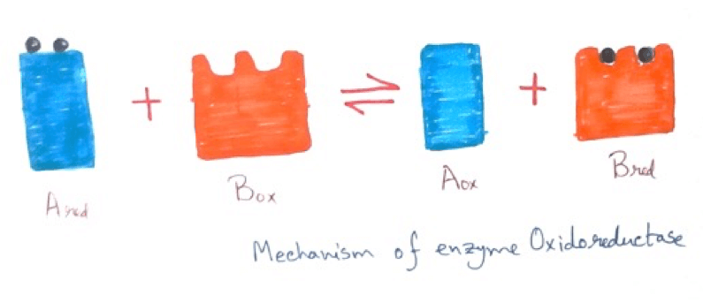 classification and nomenclature of enzymes