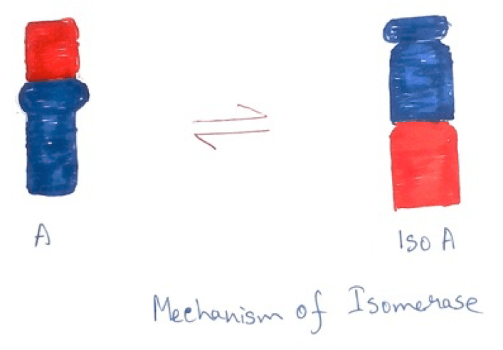 Mechanism of Isomerase