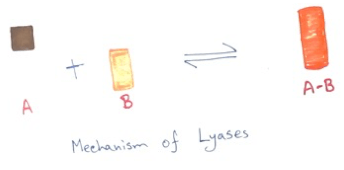Mechanism of Lyases