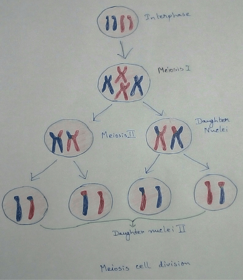 Meiosis cell division is happened in two stage- first stage is called meiotic first division and second is called meiotic second division. First stage of division is also called reduction division and second part is same as mitosis division.