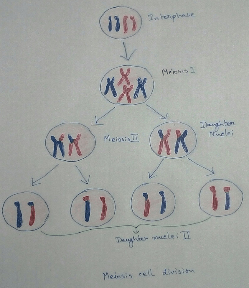 Meiosis Cell Division