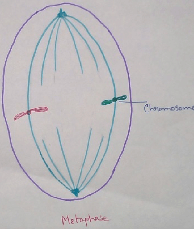 Metaphase