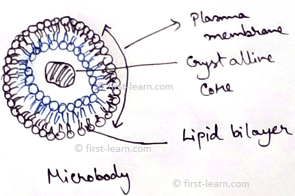 This in 1954 first was the first to observed microbodies. Microbodies are spherical or oval in shape with the diameter of 0.2 to 1.5 micrometer. It has outer covering with lipid and lipoprotein membrane. It contains different enzymes for catalase but do not contain any