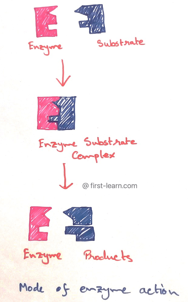 In 1931 Michaelis Menton proposed that for catalization of enzyme reactions, the substrate (S) first binds with the enzyme (E) to form a very unstable enzyme substrate (ES) complex. The ES complex then immediately dissociates to liberate the enzyme the enzyme which remains