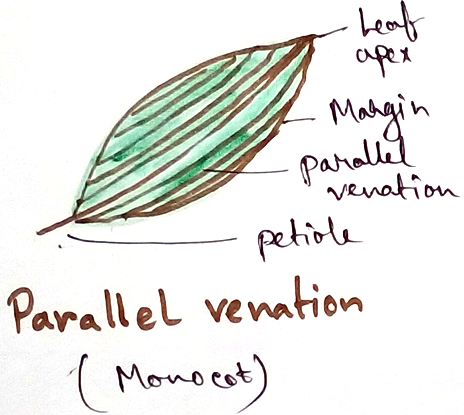 Monocot Parallel Venation
